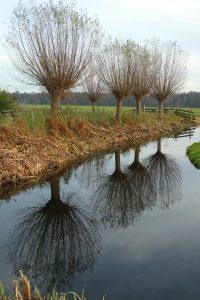 Wilg natuurlijke pijnstiller dieren