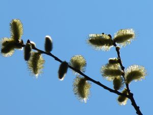 Wilg natuurlijke pijnstiller