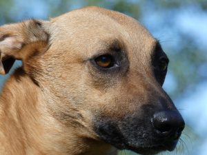 hulp voor angstige rescue hond