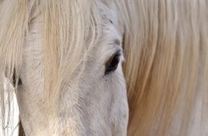 healing paard met hulp van eenhoorn