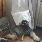 afscheid nemen van je hond