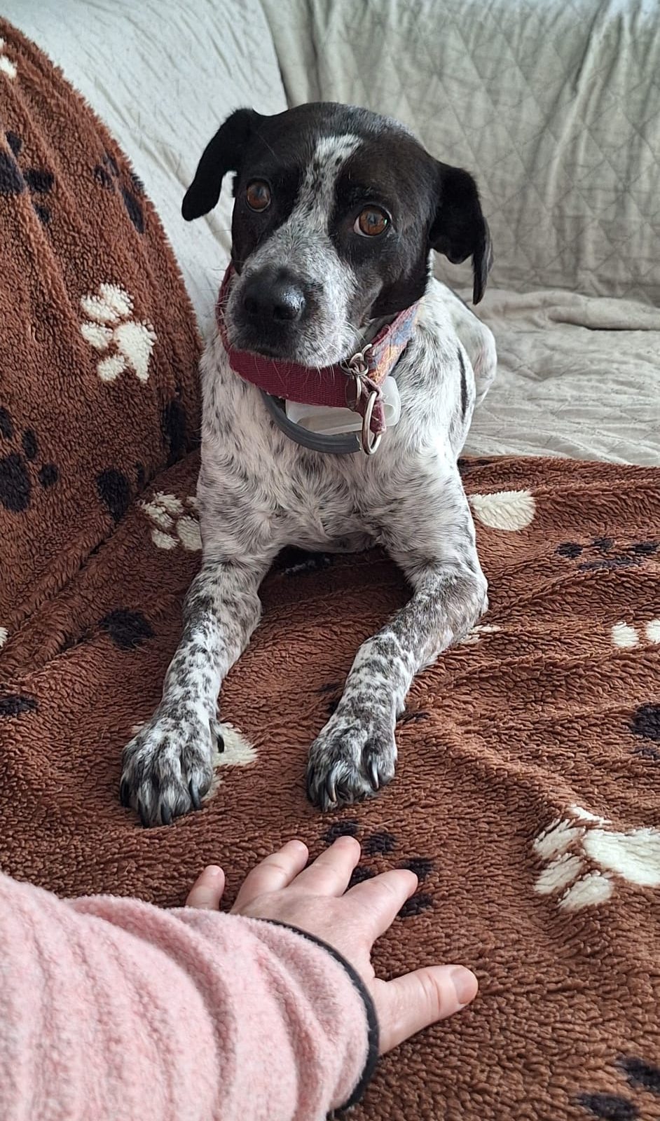 Lola hulo bij angst hond