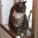 Roos begeleiding sterven kat