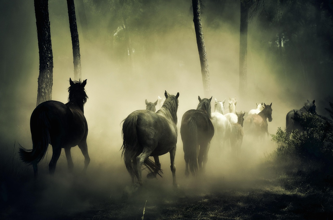 paard zielsboodschap